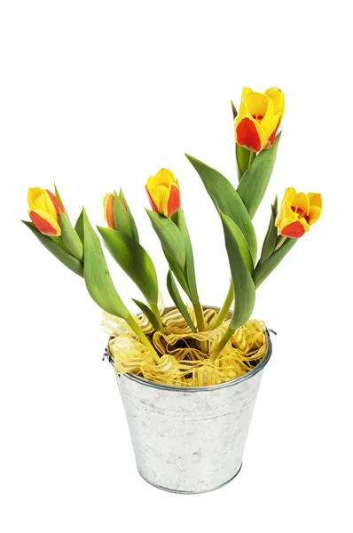 It is red yellow tulips in a bucket, it is isolated on white — Stock Photo, Image