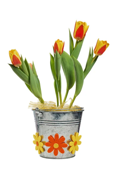 È tulipani gialli rossi in un secchio, è isolato su bianco — Foto Stock