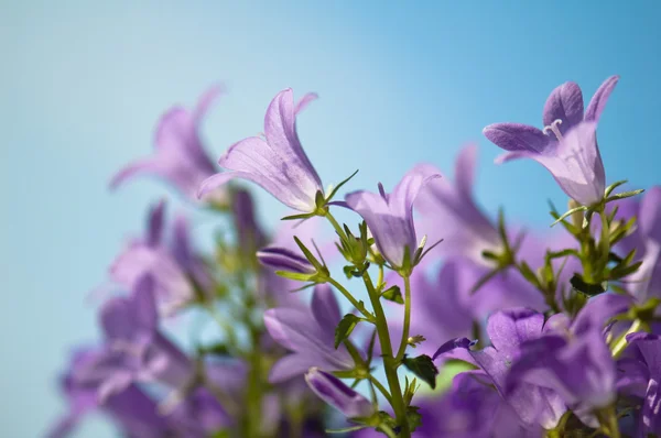 Flowers campanula on a background of the blue sky — Stock Photo, Image