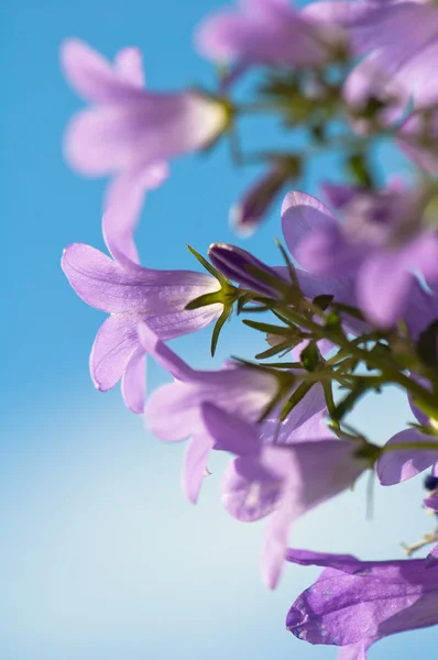 Arka plan mavi gökyüzü çiçekleri çan çiçeği — Stok fotoğraf