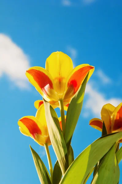 Des tulipes rouge-jaune sur fond de ciel bleu — Photo