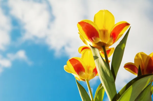 Tulipani rosso-gialli su uno sfondo del cielo azzurro — Foto Stock