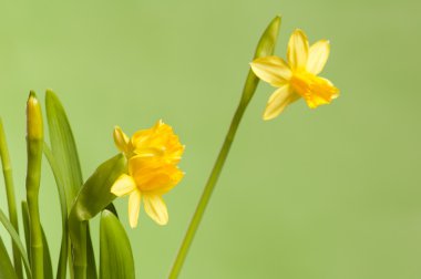 narcissuses bir yeşil arka, yakın bir