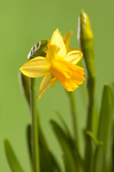 Narcissuses na zielone tło, Zamknij się — Zdjęcie stockowe