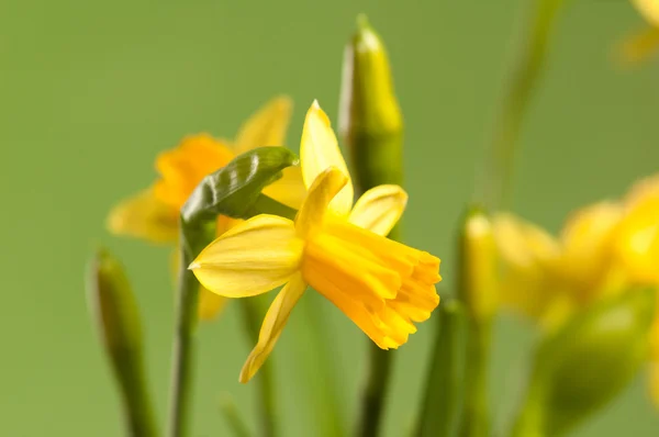 Narcissuses 在绿色背景，关闭 — 图库照片