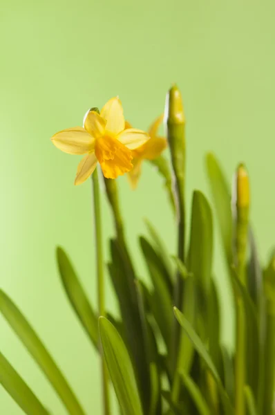 Narcissuses 녹색에 배경, 주변을 — 스톡 사진