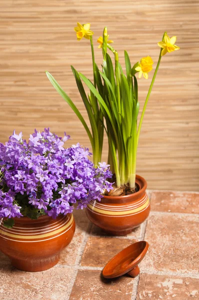 Töpfe mit Blumen auf dem Boden, eine Nahaufnahme — Stockfoto