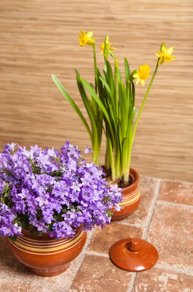 Hrnce s květinami na podlaze, zblízka — Stock fotografie
