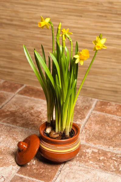 Narcissuses ile yakın bir pot — Stok fotoğraf