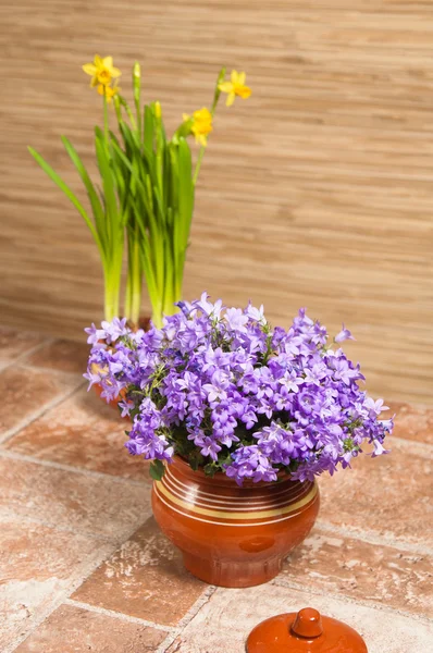 Macetas con flores en el suelo, un primer plano — Foto de Stock