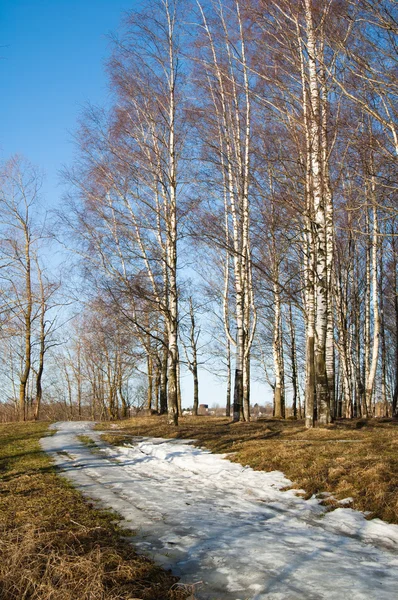 Spring landscape in a birchwood — Stock Photo, Image