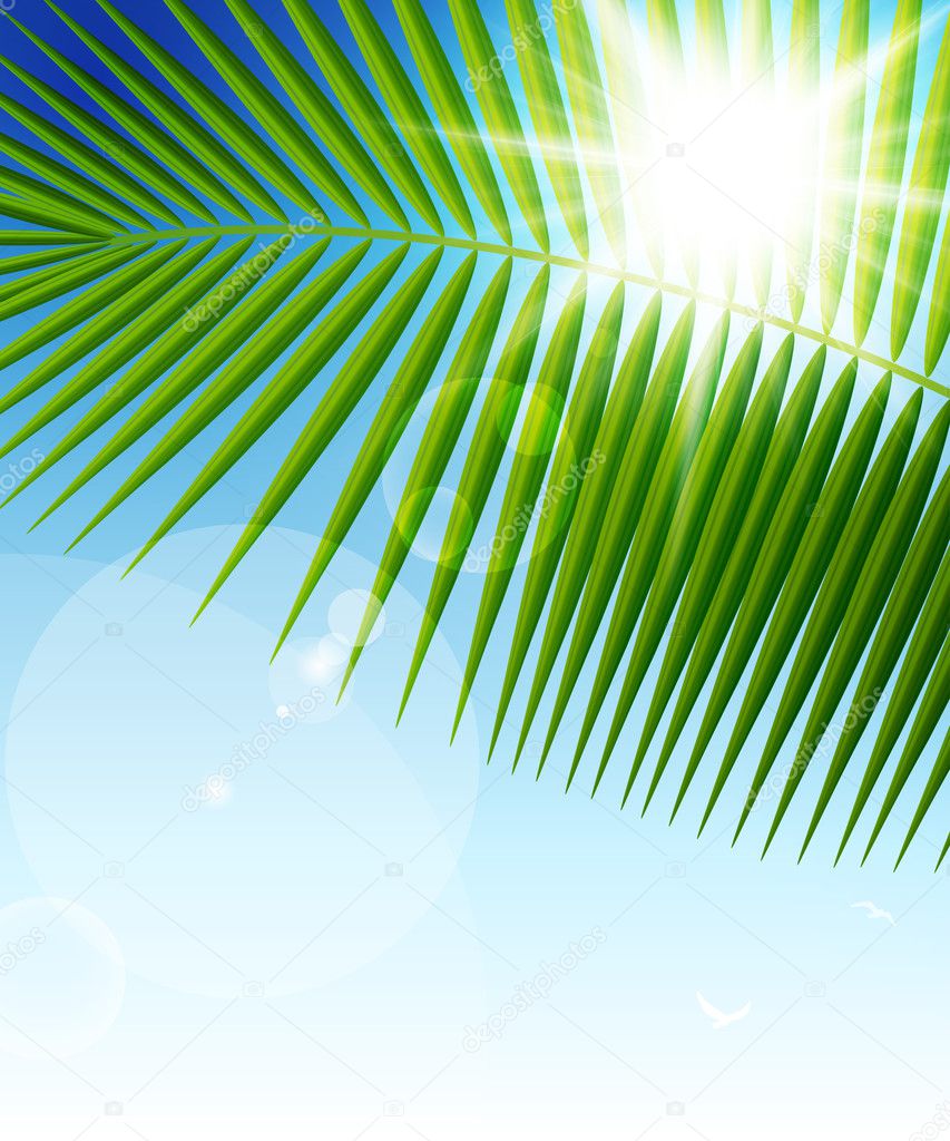 Palm leaf on blue sky and sun beams