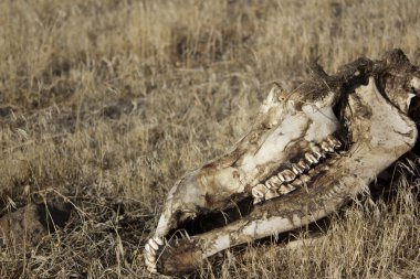 Deer or cow skull rotting clipart