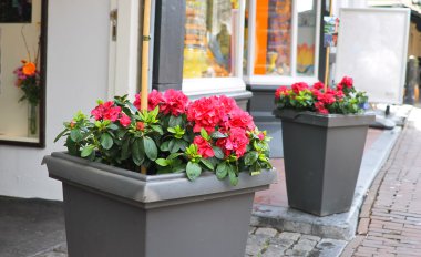 Sokakta çiçekler. Delft, Hollanda