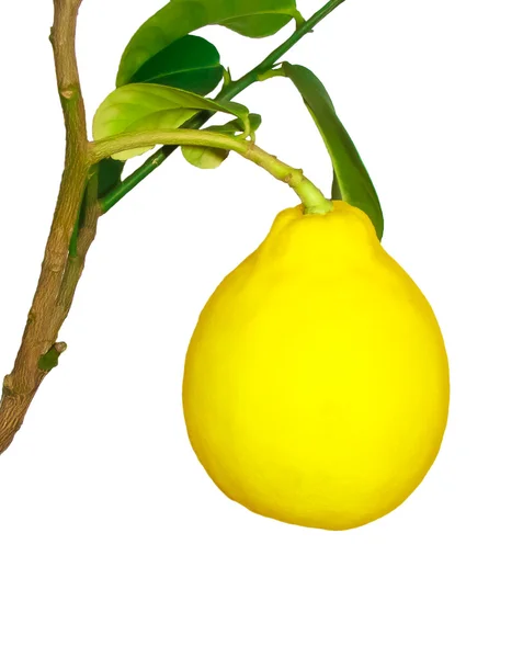 Fruit mûr sur la branche d'un citron sur fond blanc — Photo
