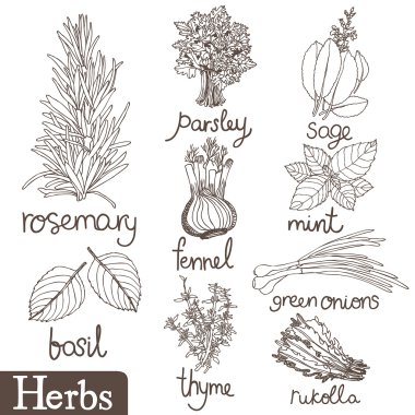 Culinary herbs set