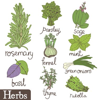 Herbs set clipart