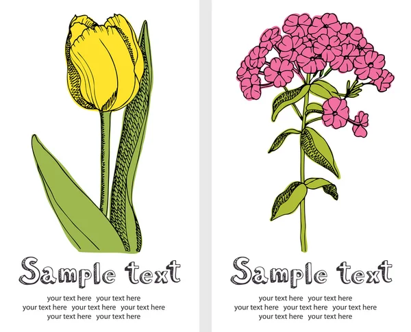 Cartão de tulipas e flox — Vetor de Stock