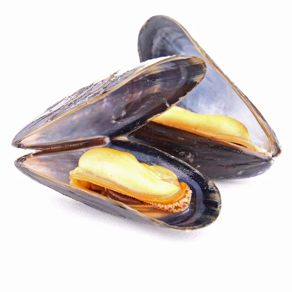 Isolated mussel on white — Stock Photo, Image