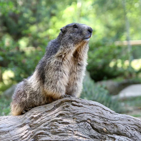 stock image Marmot