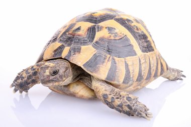 Isolated turtle clipart