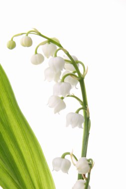 çiçek, muguet