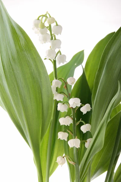 Stock image Flower, muguet