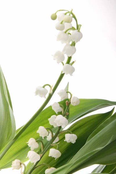 Blomma, muguet — Stockfoto