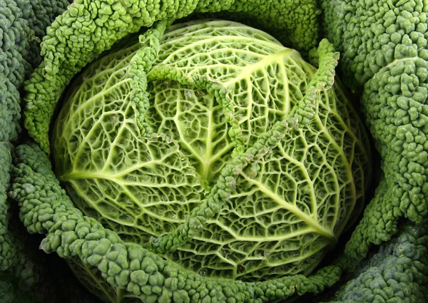 stock image Close up on green cabbage