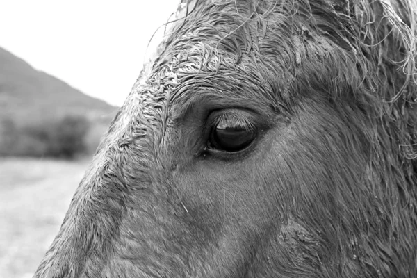 Closeup paard — Stockfoto