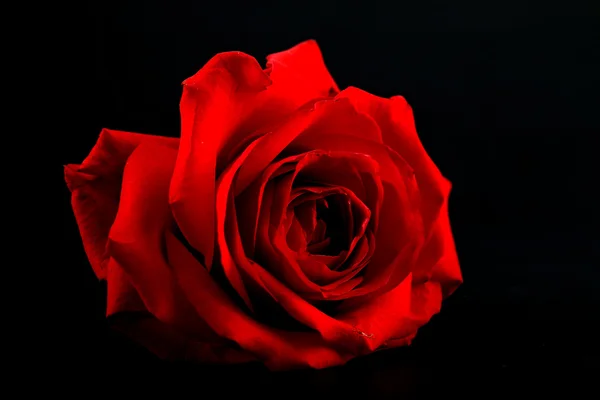 Bella rosa rossa — Foto Stock