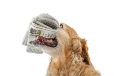 gazete ile köpek
