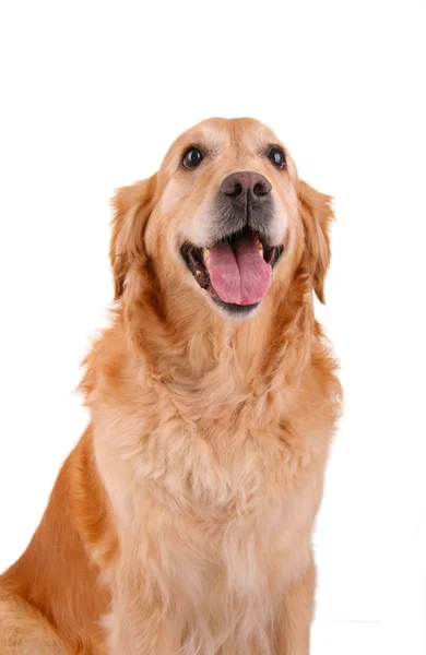 Golden retriever geïsoleerd op witte achtergrond — Stockfoto