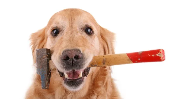 Perro con martillo sobre fondo blanco —  Fotos de Stock