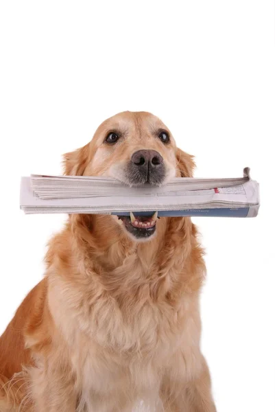 Dog and newspaper — Stock Photo, Image