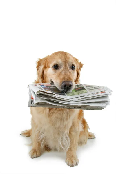 Dog with newspaper — Stock Photo, Image