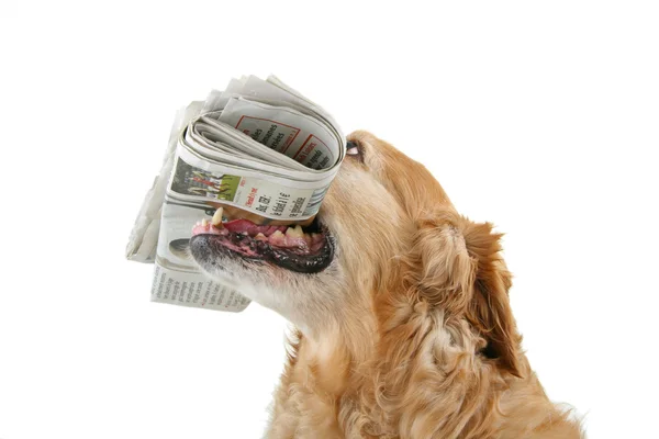 Cão com jornal — Fotografia de Stock