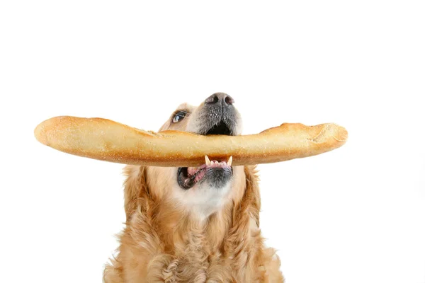 Dog and bread — Stock Photo, Image
