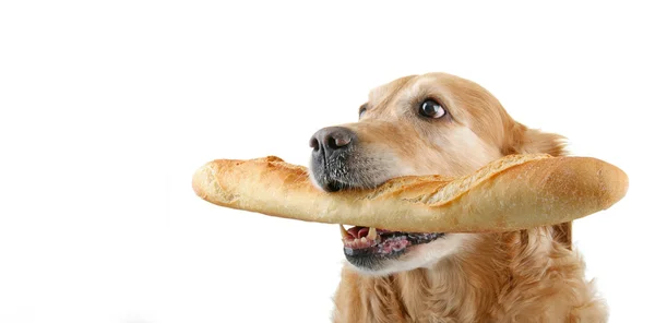 Cane in possesso di pane su sfondo bianco — Foto Stock