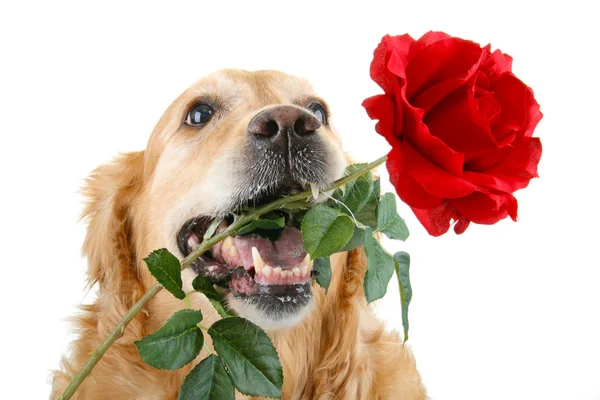 Σκύλος και τριαντάφυλλο — Φωτογραφία Αρχείου