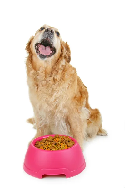Собачья еда и золотистый ретривер послушны — стоковое фото