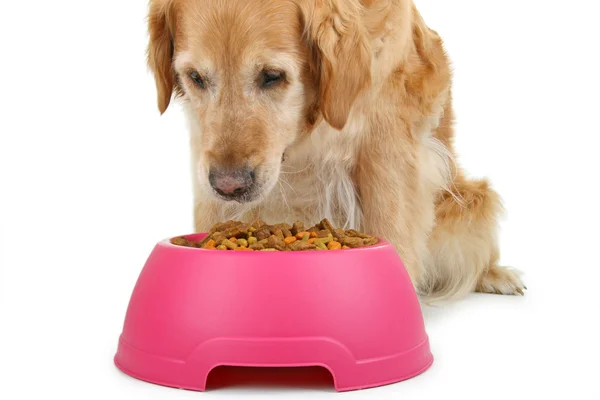 Dog eating — Stock Photo, Image