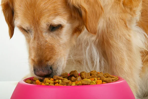 Comida para perros —  Fotos de Stock