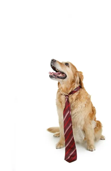 Изолированная собака с галстуком — стоковое фото