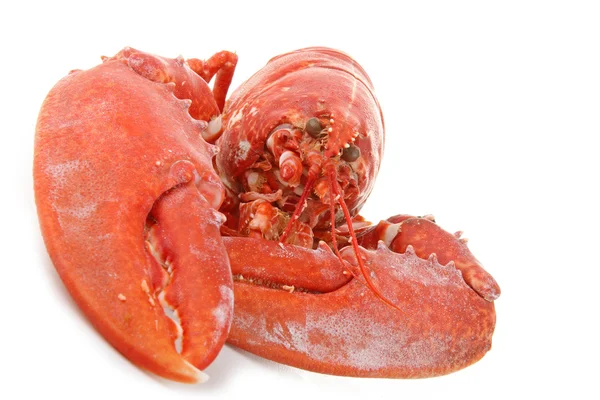 Lobster terisolasi — Stok Foto