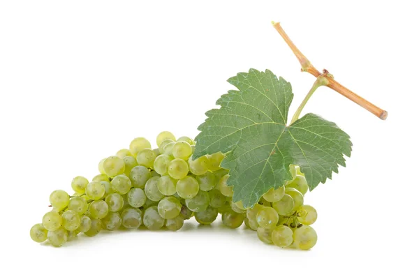 Izolované grape — Stock fotografie