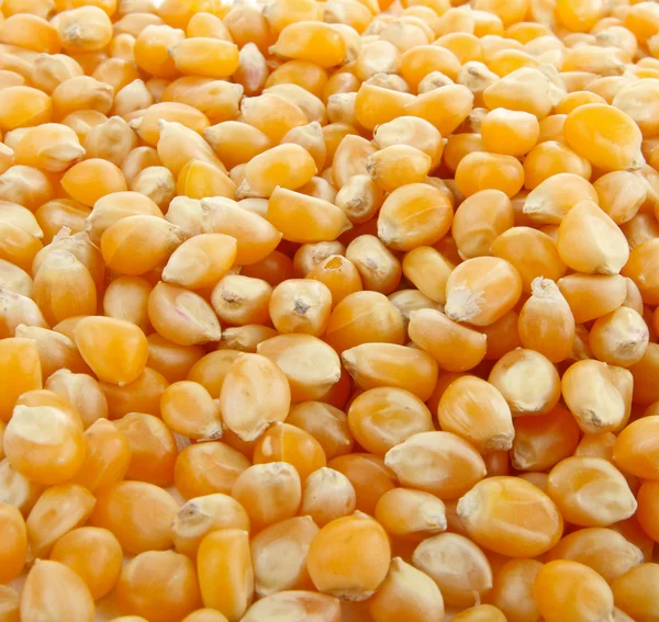 Close-up op maïs — Stockfoto