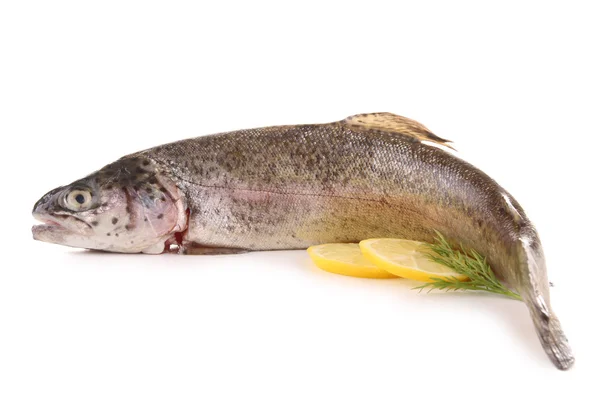 stock image Isolated fresh trout