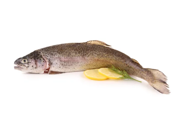 Isolated trout — Stock Photo, Image