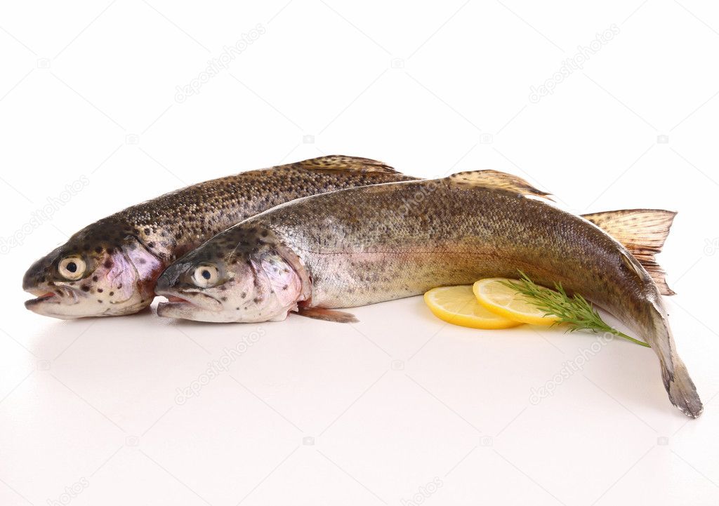 Isolated fresh trout — Stock Photo © studioM 9472094